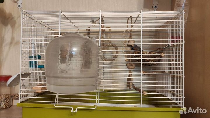 Амадины с клеткой