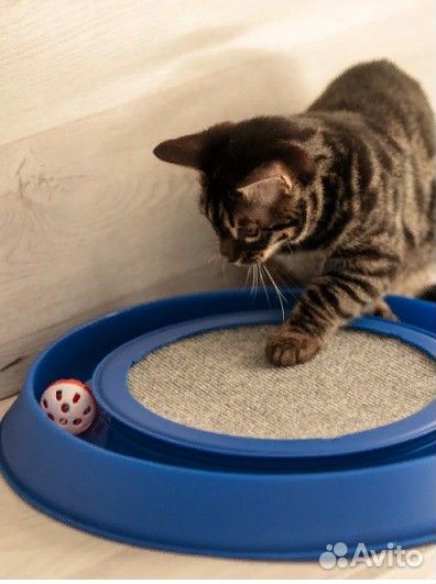 Когтеточка-трек для кошек