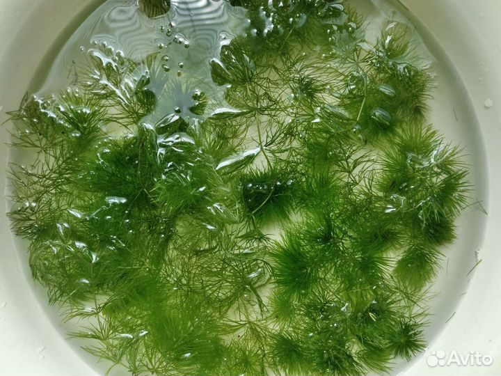 Кабомба, наяс, роголистник, криптокорина