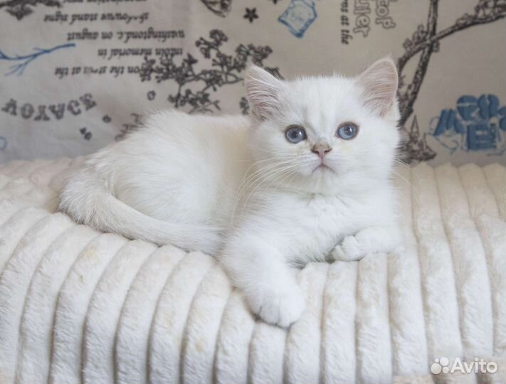 Британские котята с синими глазами