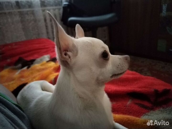 Вязка кобель чихуахуа