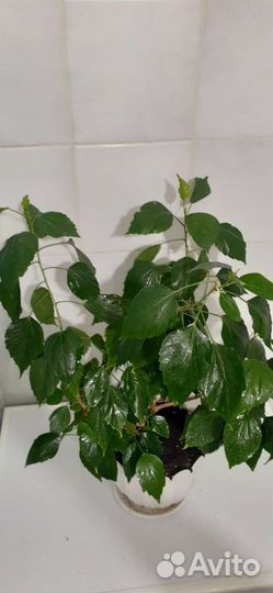 Сортовые гибискусы