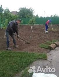 Рулонный газон