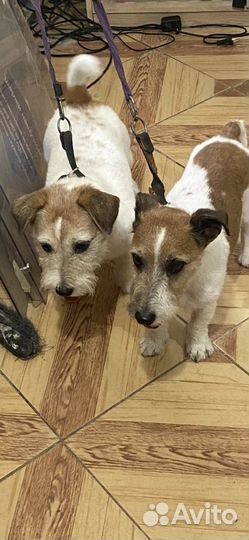 Стрижки собачек и кошек