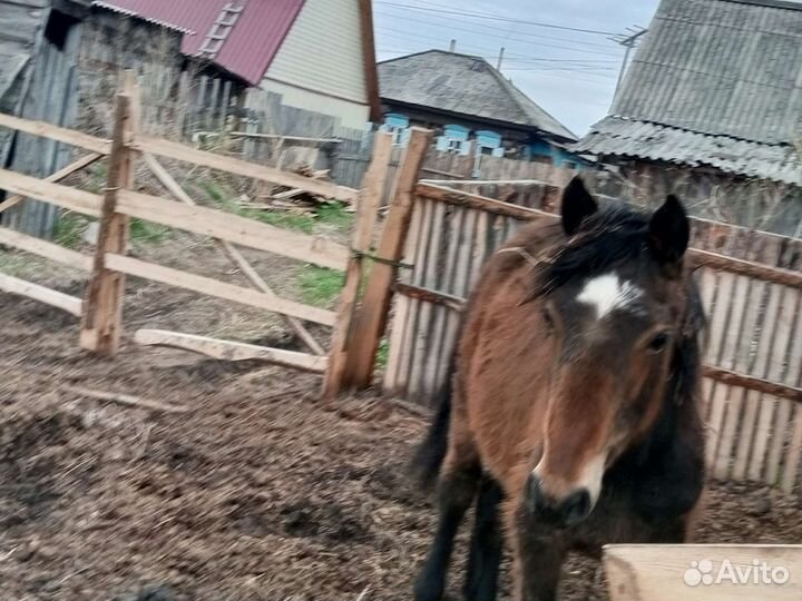 Продам жеребчека 1год