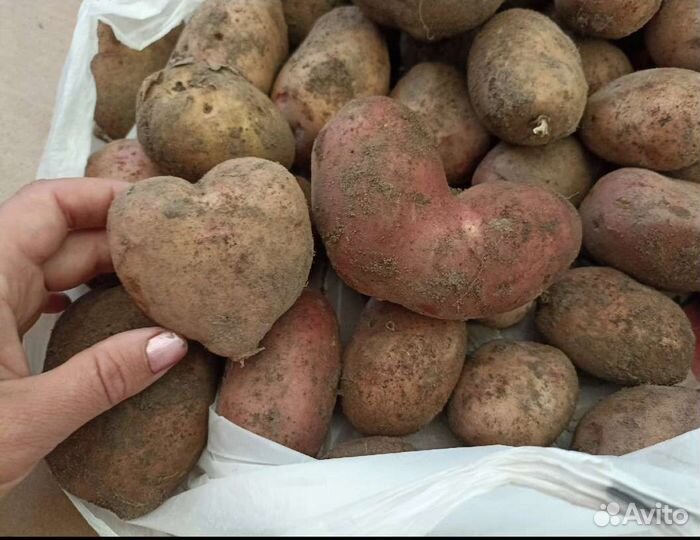 Семенной и на еду картофель