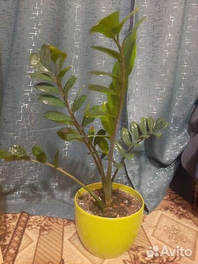 Продам цветы