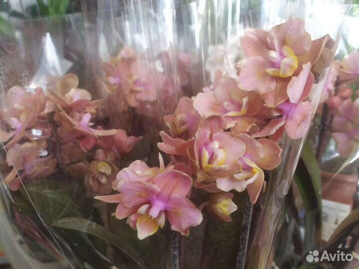 Орхидея фаленопсис.Аромат