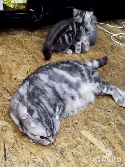 Британские котята