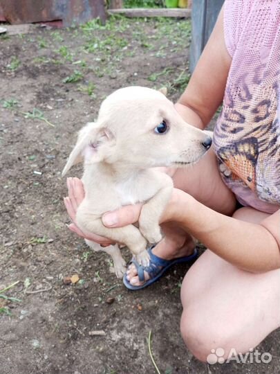 Щенки в добрые руки