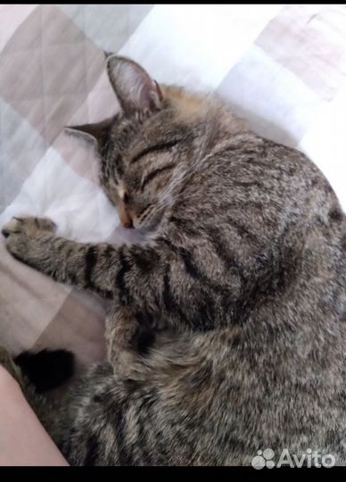 Потерялся кот