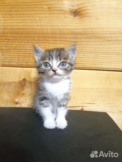 Отдам в добрые руки