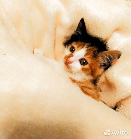 Котята в дар