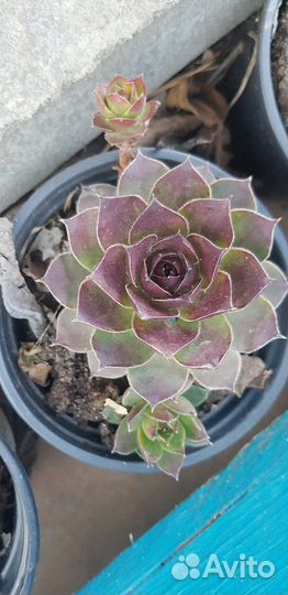 Каменная роза (молодило)