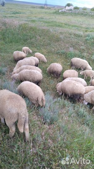Овцы бараны