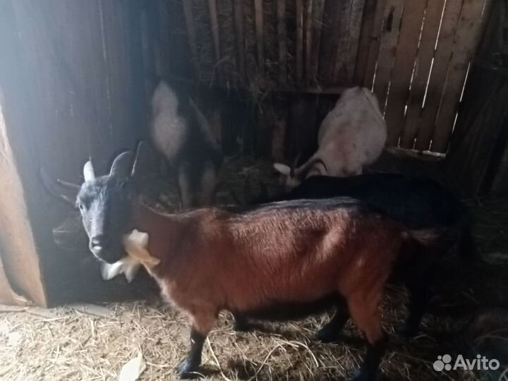 Молочные козы