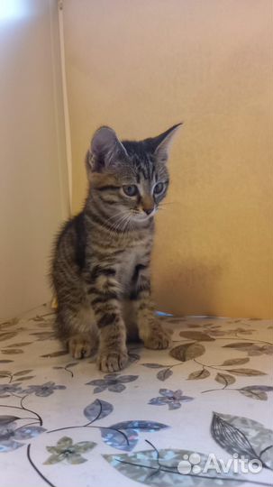 Отдам бесплатно кота в добрые руки.Рождён 15.05.23