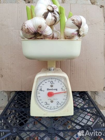 Чеснок