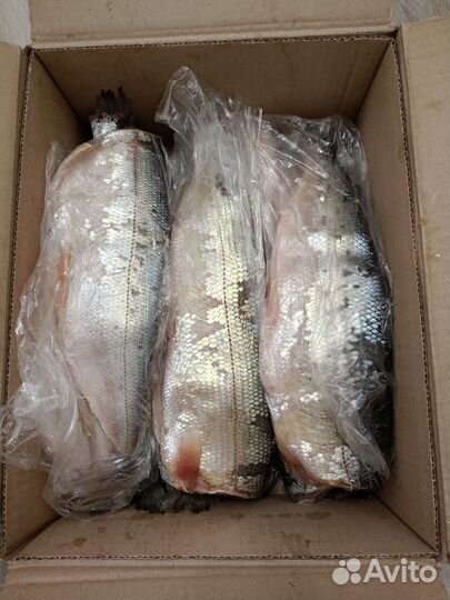 Рыба северная