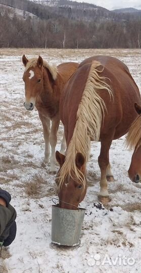 Лошадь кобыла с жеребенком
