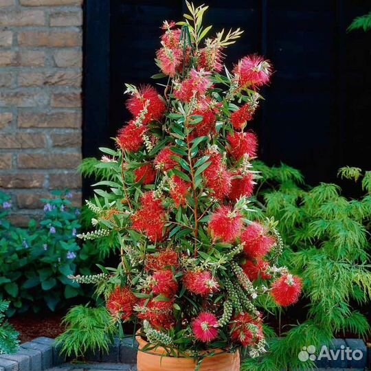 Каллистемон, декоративный кустарник, семена