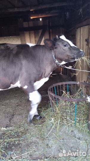 Корова, теленок и нетель