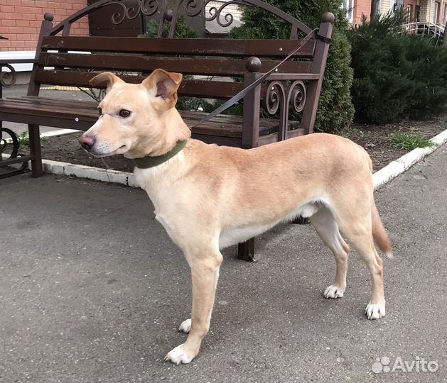 Рыжий ищет дом