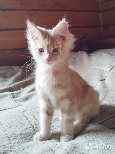 Котята мейн-кун