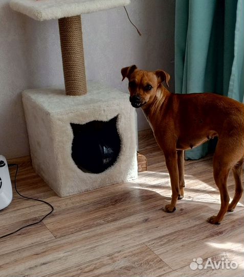 Найдена собака