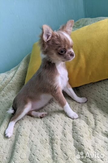 Девочка чихуахуа