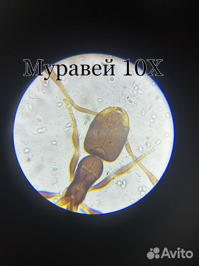 Микроскоп для детей Levenhuk Rainbow 2L Amethyst