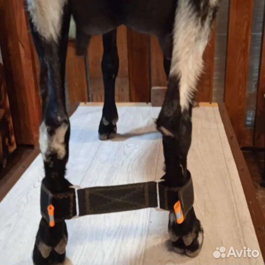 Путы для фиксации ног козы