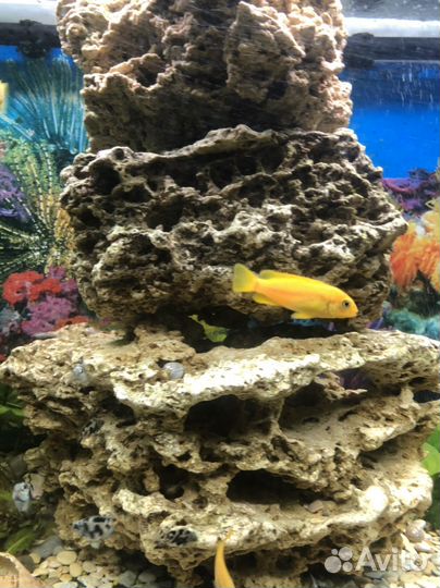 Цихлида, лабидохромис желтый