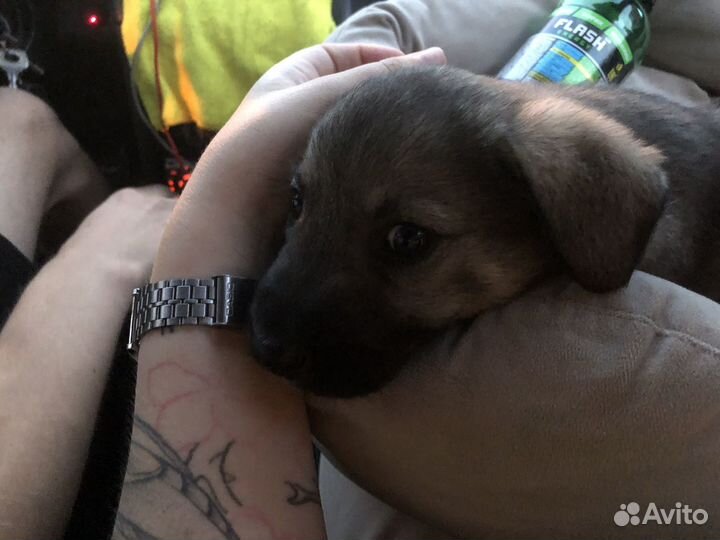 Собака ищет дом