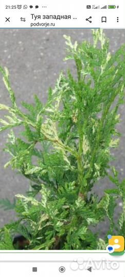 Туя западная вариегатаthuja occ. Variegata