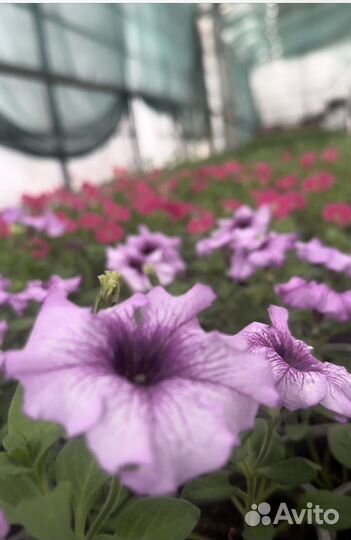 Рассада цветов