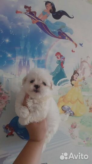 Мальтипу малышики