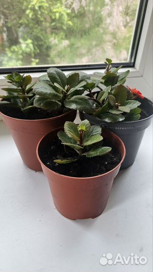 Комнатные цветы каланхоэ