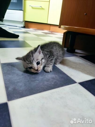 Шотландские котята