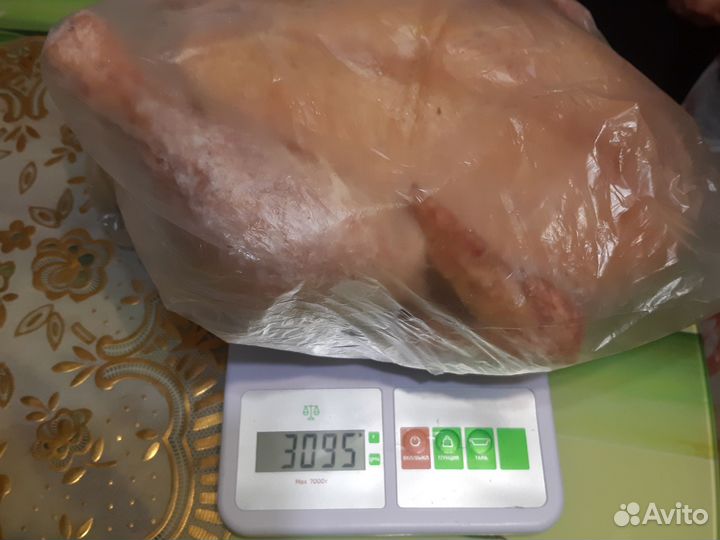 Куры молодки