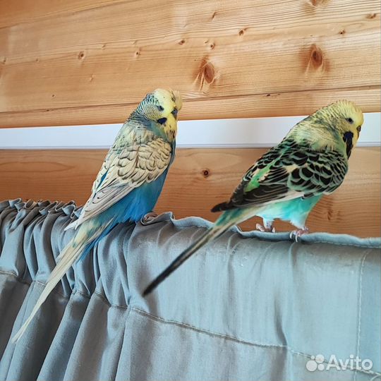 Пара попугаев разведение волнистый чех выставочный