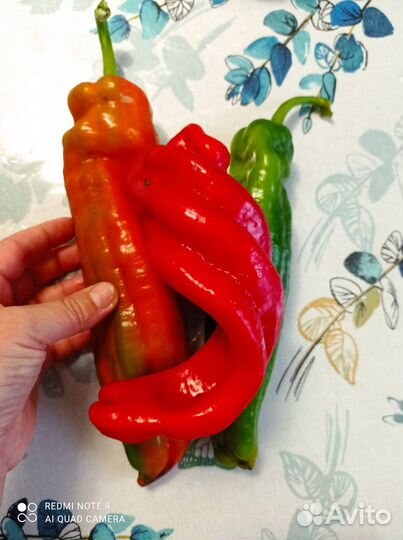 Семена сортового сладкого перца