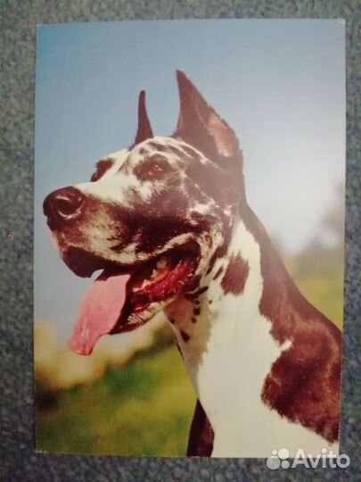 Открытки СССР