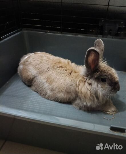 Кролик декоративный (есть клетка)