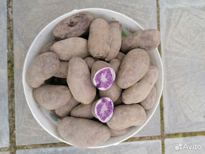 Семенной картофель, фиолетового цвета