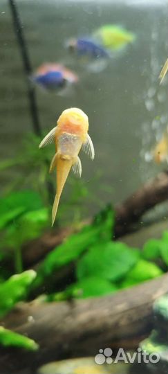 Сомики анциструсы золотые