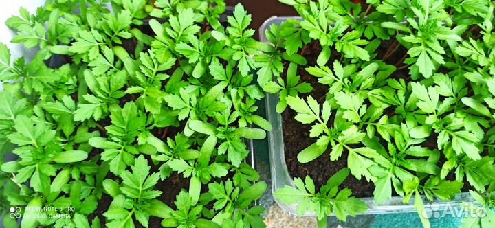 Рассада цветов бархатцы