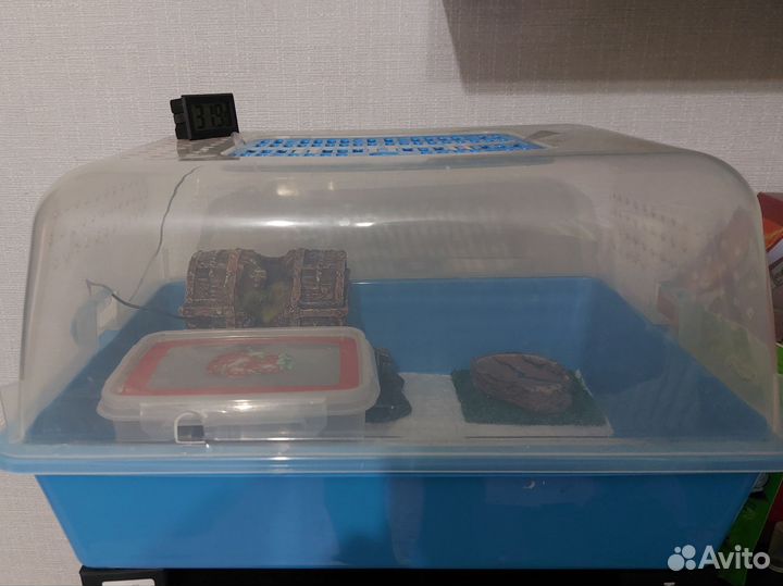 Эублефар с террариумом