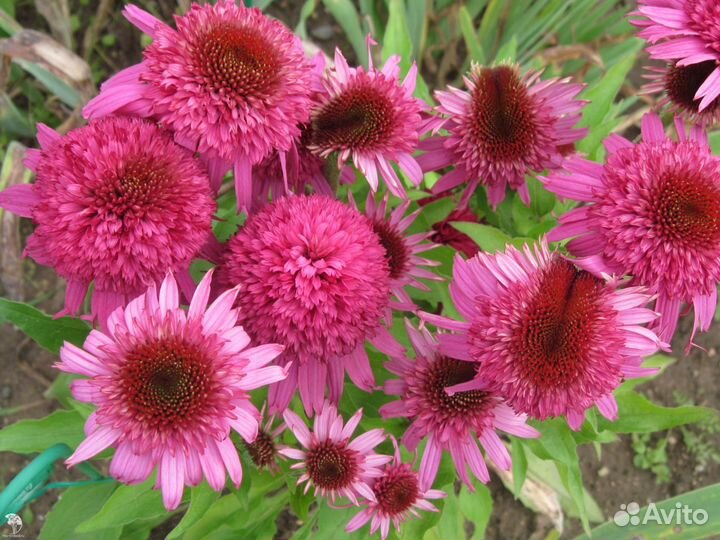 Многолетние растения для сада