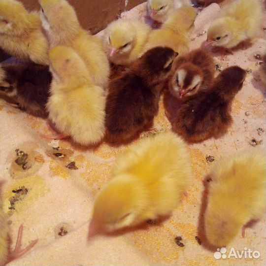 Селадоны. Перепела. Техасцы